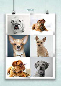 Cute dogs